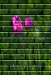Z_WB_Mauerbluemchen