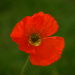 Z_WB_Mohn