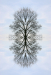 Z_WB_Wolkenbaum