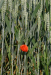 Z_WB_einsamer Mohn