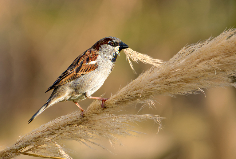 CF_Spatz-mit-Puschel