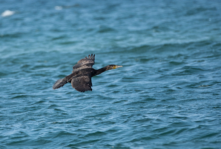 HS_Kormoran