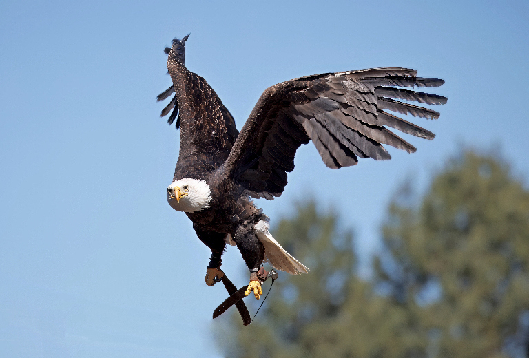 HS_Weisskopfseeadler
