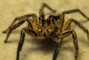 DH_Sprungspinne