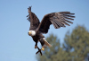 HS_Weisskopfseeadler