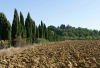 AH_Tuscany-Field_5548_DxO_01