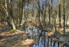 AS_Erlenbruch-im-Darsser-Wald