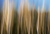 AS_Gestische-Darsser-Wald