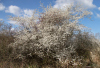 AS_Schlehenbusch-in-Rudow