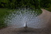 AS_Weisser-Pfau-auf-der-Pfaueninsel