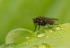 CF_Fliege-mit-Wassertropfen