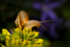 CF_Kraeuterschnecke