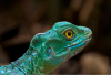 CF_Stirnlappenbasilisk
