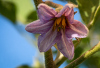 DH_Aubergine