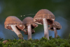 DH_Pilzgruppe