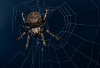 DH_Spinne