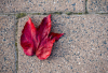 GS_Herbstblatt