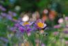 HS_Anemonen