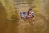 HS_Tafelente_2158_1