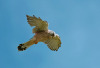 HS_Turmfalke