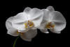 LS_Weisse-Orchidee
