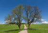 LS_Zwillingsbaum