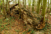 PS_Altes-Holz_016851