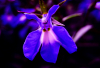 WB_Blaubluetig
