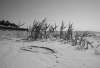 AS_Duenengras