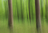 AS_Gemaltes Bild Darsser Wald