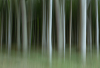 AS_Gespensterwald Nienhagen 2