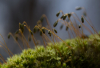AS_Moos Natur Makro