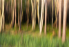 AS_Wald am Weststrand