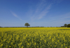 BZ_Rapsfeld_Baum