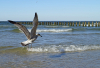 BZ_Strandgefieder