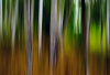 BZ_Wald_gemalt