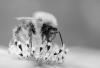 CF_High-Key-Bee