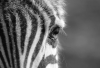 CF_Zebra