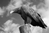 CF_eagle_eye
