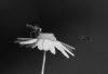 CF_flower_fly