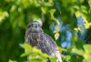 CL_Junger Bussard im Baum