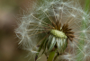 DH_Pusteblume 1
