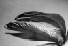 DH_Schattenspiel 3