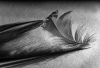 DH_Schattenspiel 2