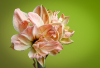 GS_Amaryllis