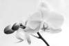 GS_Bluete-High-Key_01