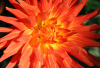 GS_Feuerdahlie
