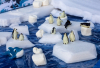 GS_Rettet die Pinguine