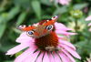 GS_Schmetterling mit Bluete_9603