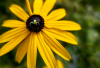 GS_Spinne mit Sonnenhut